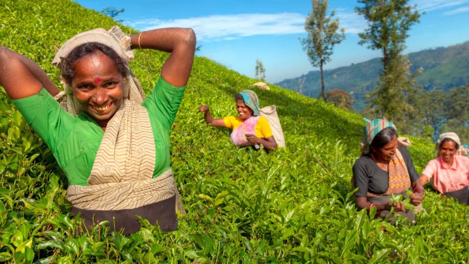 Frauen aus Sri Lanka ernten Tee in einer Plantage und unterhalten sich nebenbei miteinander