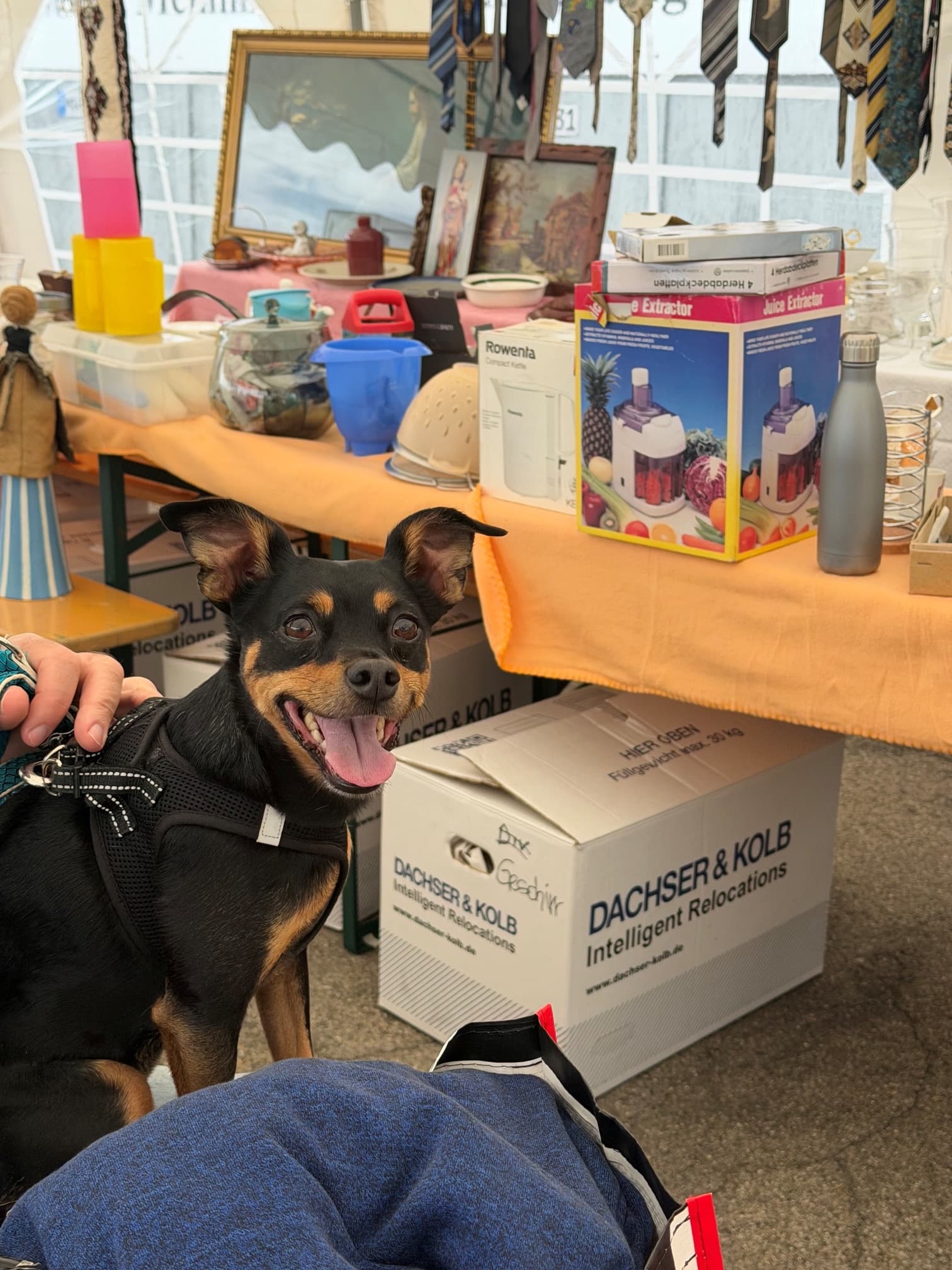 Dog beside moving boxes and a table displaying flea market items.